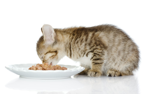 التغذية السليمة للقطط