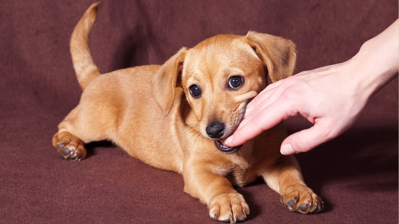 كيف اتعامل مع عضة الكلب المنزلي دليل العيادات البيطرية دكتور بيطري