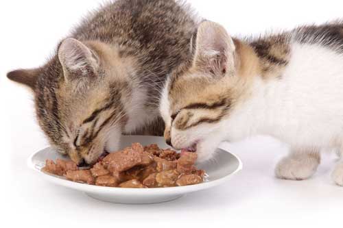 الوجبات الشهية للقطط او أكل القطط الشهي يحتوي على جميع العناصر الغذائية الهامة