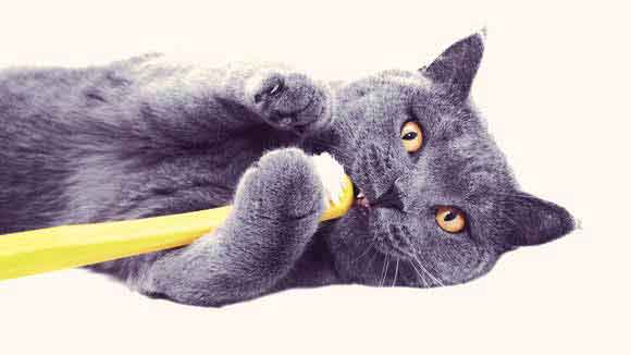 تنظيف أسنان القطط ينشئ بينك وبين قطتك رابطا جميلا