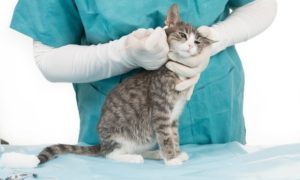 علاج جرب الأذن في القطط بجميع أنواعها