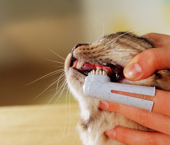 فرشاة تنظيف أسنان القطط لها أشكال مختلفة