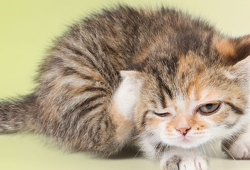 لا يجب تحميم القطط الصغيرة قبل عمر ثلاثة أشهر, لكن يمكن استخدام الدراي شامبو