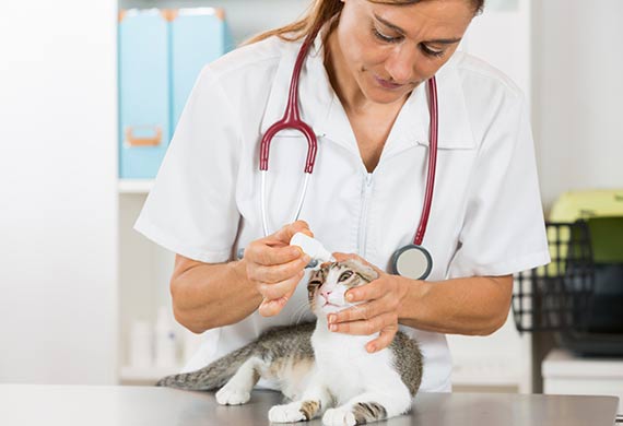 الأمراض النادرة في القطط متنوعة وتتشابه في أعراضها