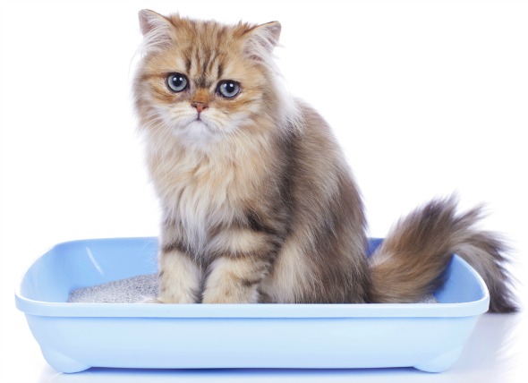 تظهر أعراض المرض عند جلوس القطة لفترات طويلة داخل الليتر بوكس بدون تبول