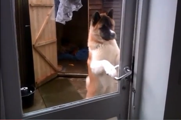 قيام الكلاب بفتح الأبواب المغلقة أو فتح باب الثلاجة هو قمة هرم الذكاء عند الكلاب