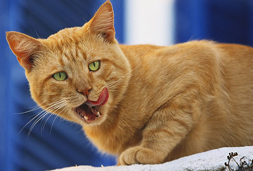 تسوس أسنان القطط قد يؤدي إلى زيادة إفراز اللعاب