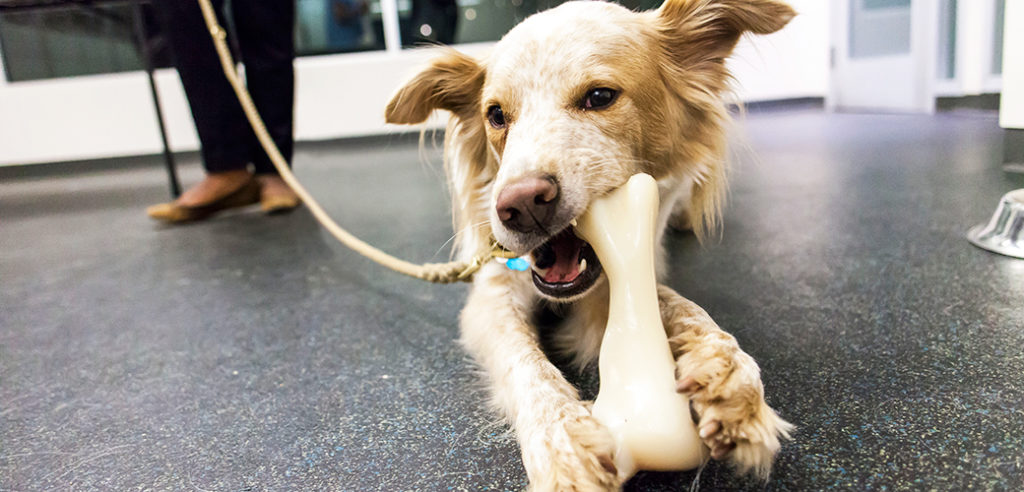 قم بتوفير الألعاب المطاطية على شكل العظام لمنح كلبك بيئة طبيعية تساعدة على الهدوء