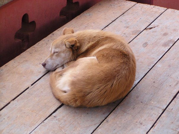 لماذا تحب الكلاب النوم بشكل دائري - تفسير تصرفات الكلاب