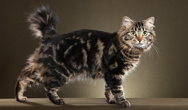 American Bobtail Cat سلالة القطط بوبتيل الامريكية