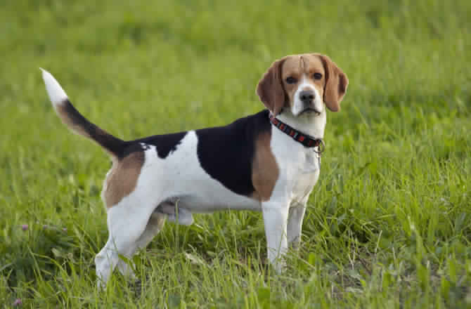 Beagle Dog كلاب البيجل