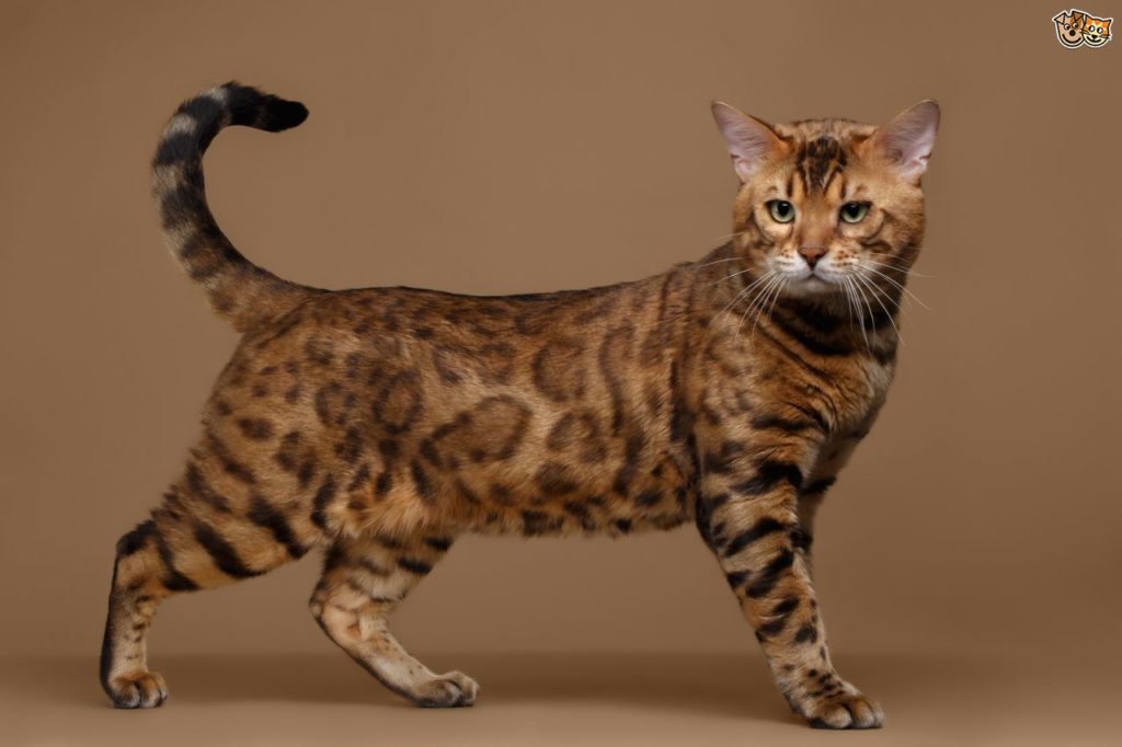 Bengal Cat سلالة قطط البنغال