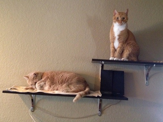 cats-on-shelves