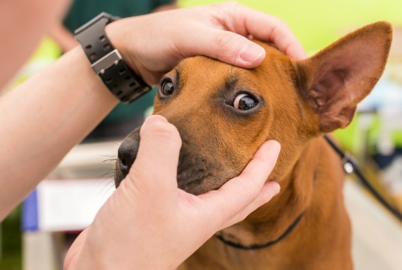 إذا لاحظت أي مشاكل على عيون الكلب قم باستشارة طبيبك البيطري فورا