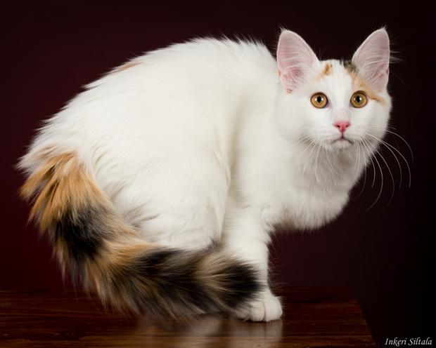 سلالة القط فان التركية - Van cat turkish breed
