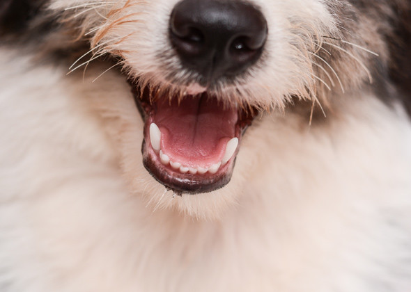 مشاكل الأسنان قد تسبب ظهور الرائحة الكريهة في الكلاب وبخاصة في نفس الكلب
