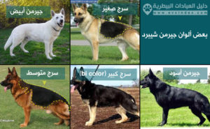ألوان جيرمن شيبرد