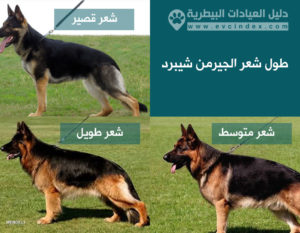 طول شعر جيرمن شيبرد