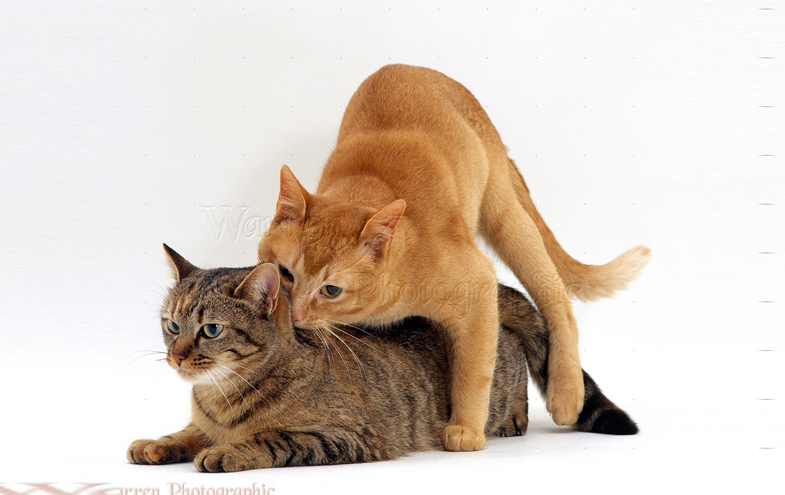 في تزاوج القطط يقوم القط الذكر بالصعود على ظهر القطة من أحد الجانبين وليس من الخلف أو من الأعلى
