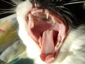 تملك القطط نظام اضافي متخصص للشم يسمى نظام جاكوبسون “Jacobson’s organ”