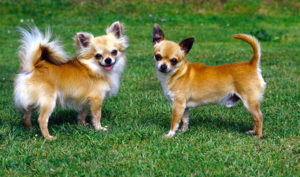 سلالة كلاب شيواوا Chihuahua