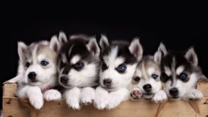 مواصفات و معلومات عن تربية كلاب الهاسكي Siberian Husky