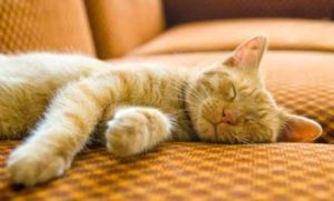 تغيير عادات نوم القطط يجب أن يبدأ بدفعها للقيام بالنشاط أثناء فترات النهار