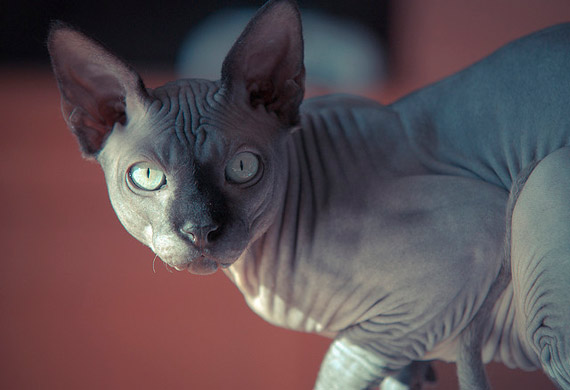 Rich sphynx🐱🤣🤣 : r/cats