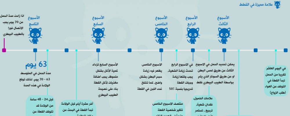 اعراض الحمل القطط