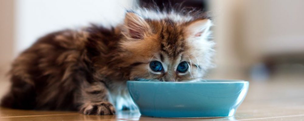 7 وصفات لتحضير طعام القطط المنزلي.  دليل العيادة البيطرية.  طبيب بيطري بين يديك