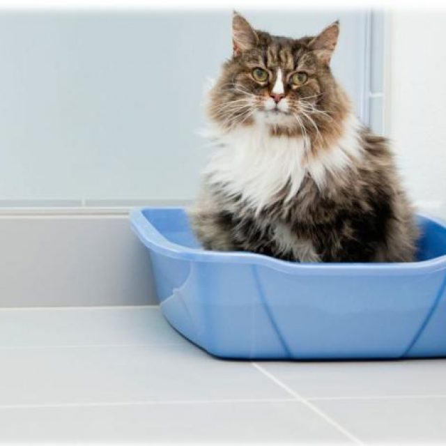 كيفية اختيار صندوق فضلات القطط الليتر بوكس دليل العيادات البيطرية دكتور بيطري بين يديك