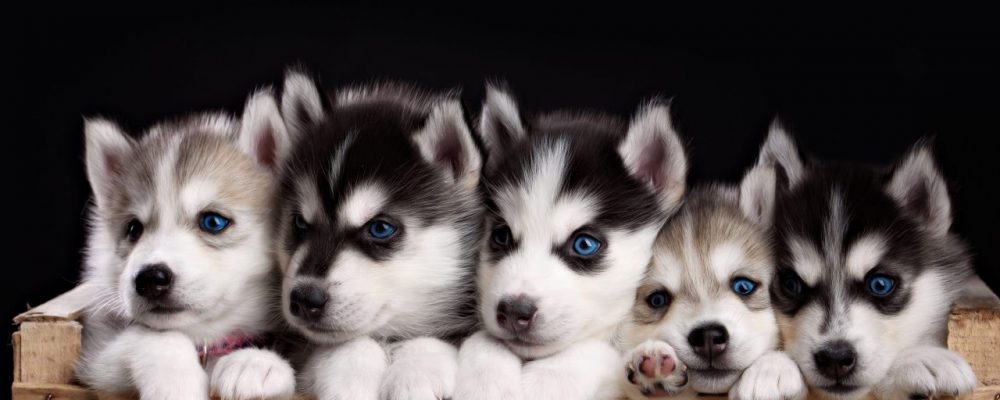 مواصفات و معلومات عن تربية كلاب الهاسكي Siberian Husky دليل العيادات البيطرية دكتور بيطري بين يديك