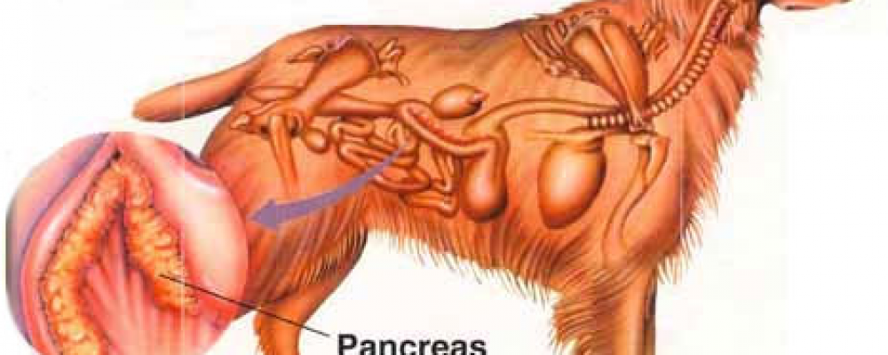 التهاب البنكرياس في الكلاب