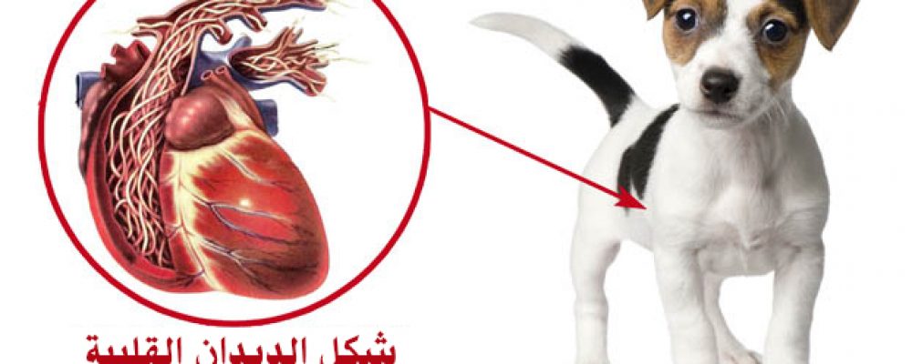 ديدان القلب في الكلاب .. الأعراض و العلاج