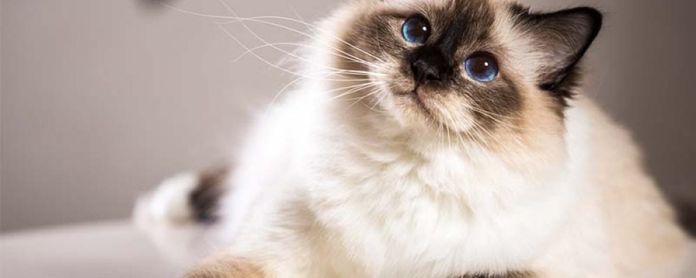 معلومات عن سلالة قط بيرمان Birman Cat