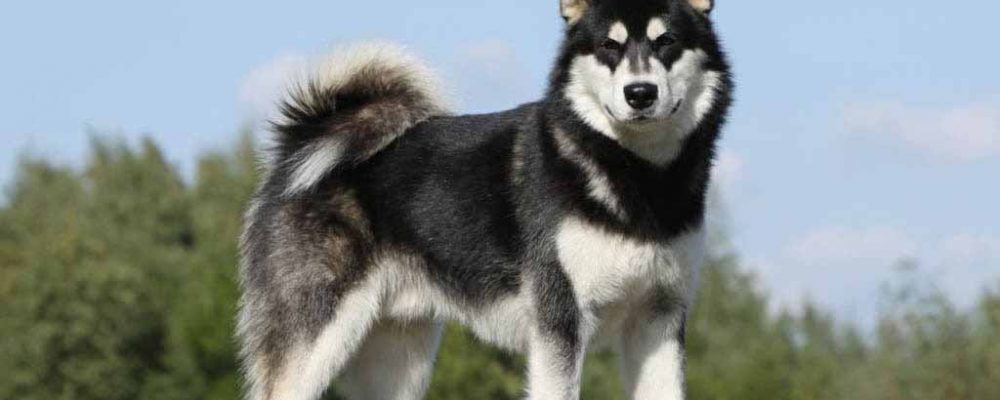 صفات كلاب الاسكا مالموت Alaskan Malamute