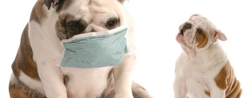 الكحة في الكلاب Kennel Cough In Dogs