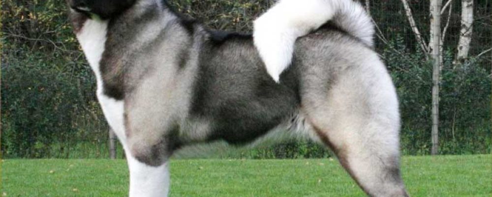 كلب اكيتا Akita Dog .. مواصفات كلاب أكيتا