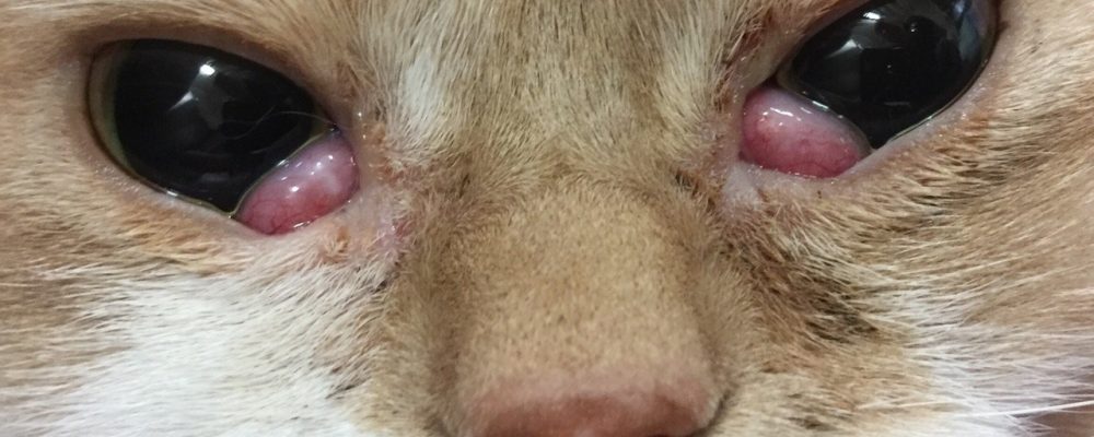 الجفن الثالث في القطط .. بروز واحمرار الجفن Cherry Eye