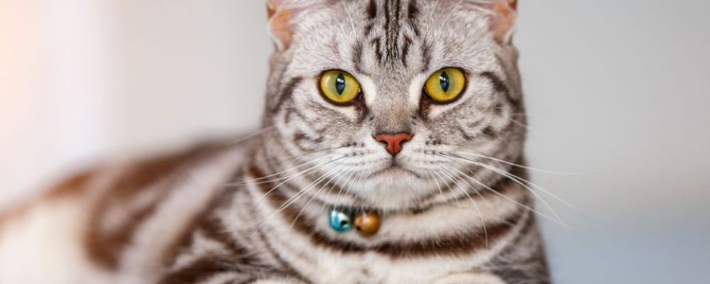 القط الامريكي قصير الشعر American Shorthair