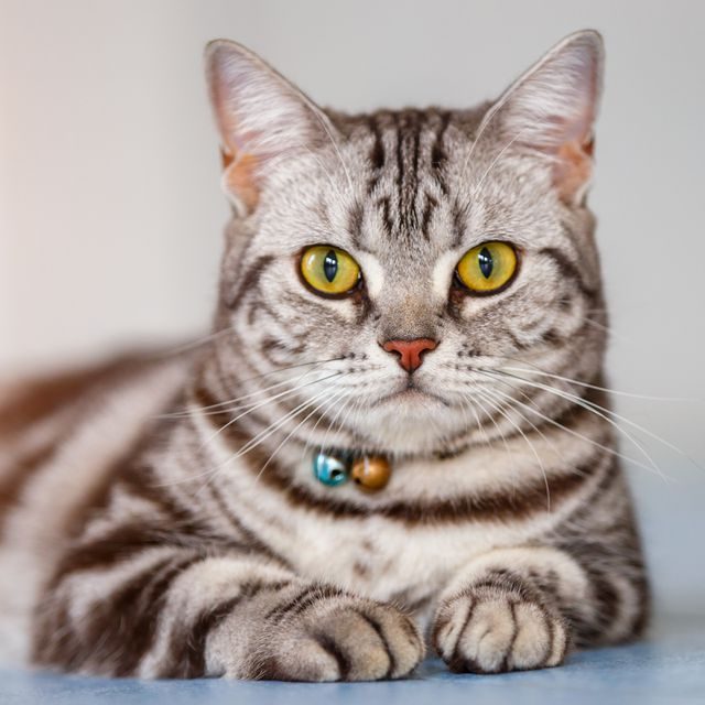 القط الامريكي قصير الشعر American Shorthair