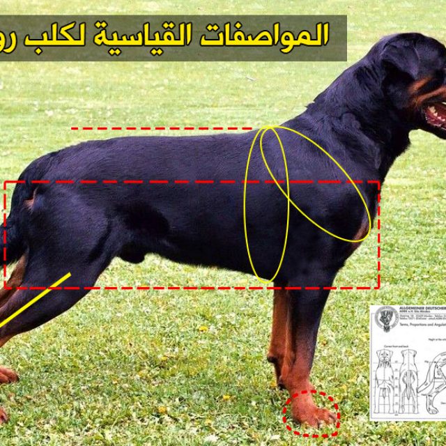 مميزات وعيوب كلاب الروت وايلر ومواصفاته بالصور