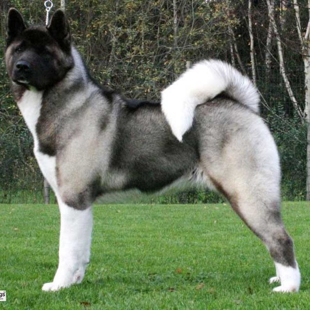 كلب اكيتا Akita Dog .. مواصفات كلاب أكيتا