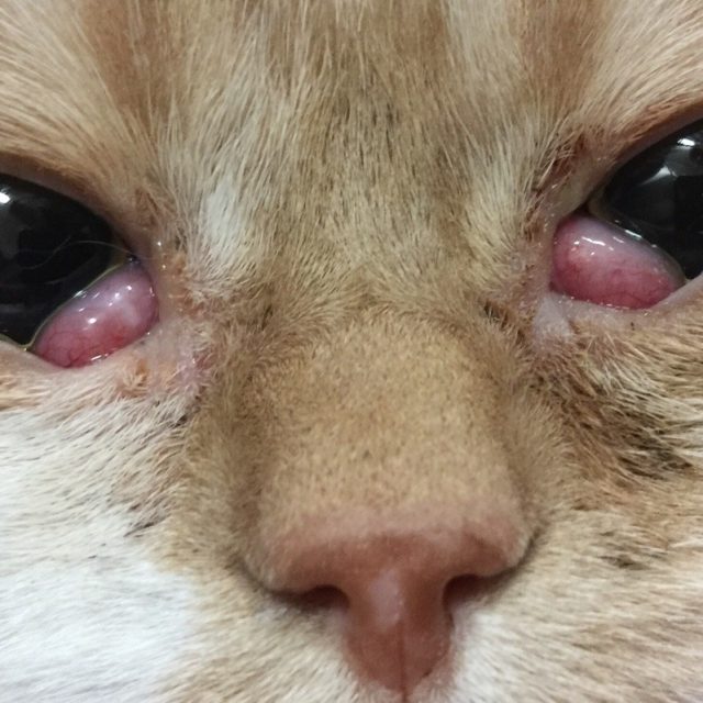 الجفن الثالث في القطط .. بروز واحمرار الجفن Cherry Eye