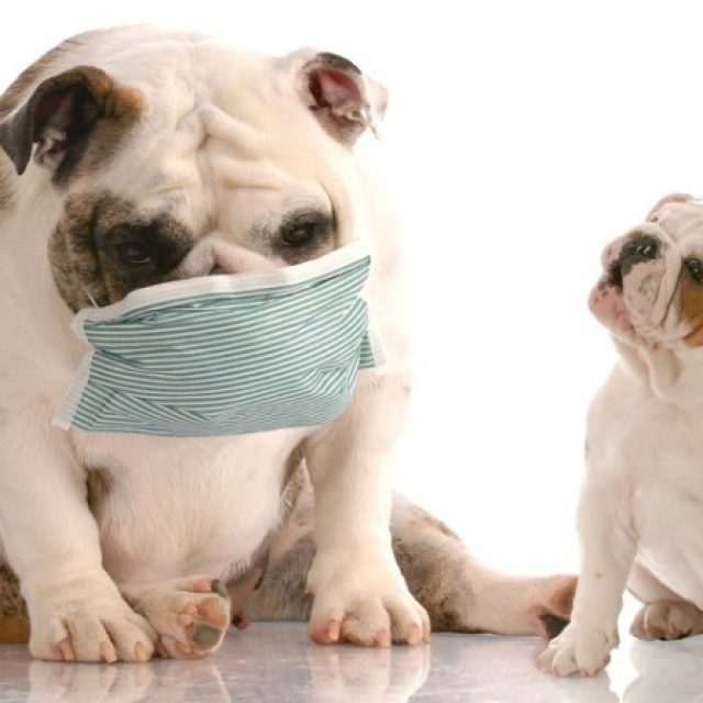 الكحة في الكلاب Kennel Cough In Dogs