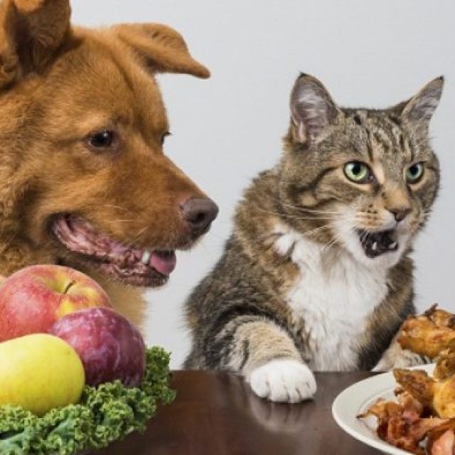 ماذا تأكل القطط من طعام المنزل؟