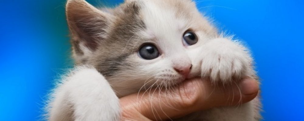 كيفية تدريب القطط على عدم العض في خمس خطوات دليل العيادة البيطرية بين يديك