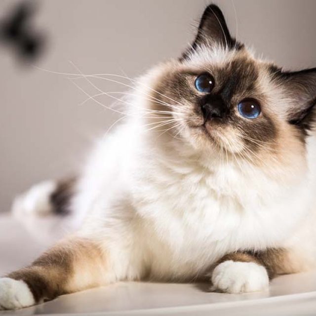 معلومات عن سلالة قط بيرمان Birman Cat