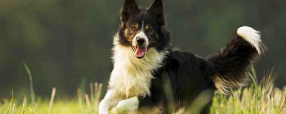 معلومات عن كلاب بوردر كولي Border Collie