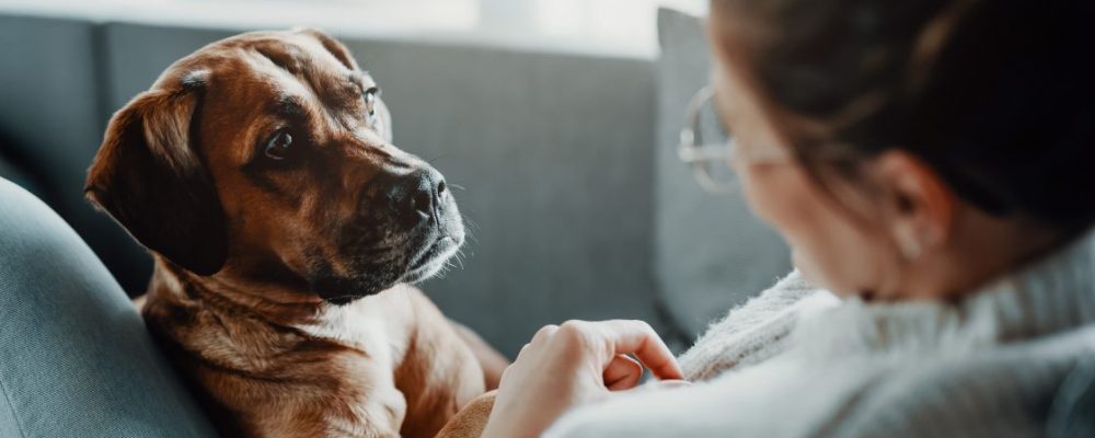 الاصابة بالديدان عند الكلاب.. افضل الطرق العلاجية